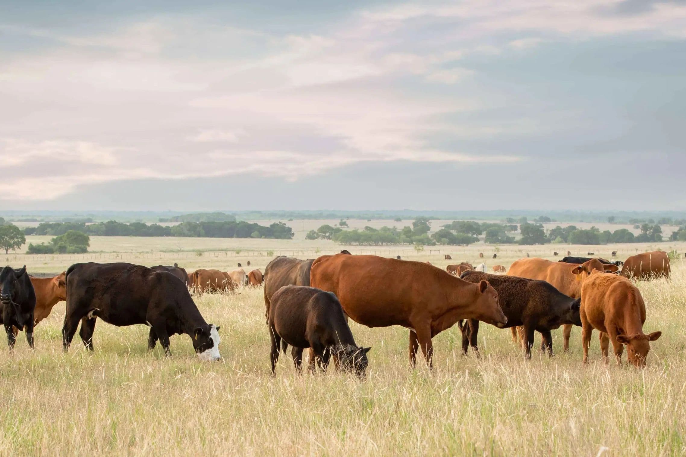cattle in field