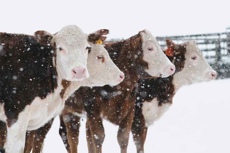 Winter Management Practices for Healthier Beef Herds