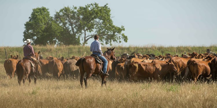 Gathering Livestock Safely & Efficiently