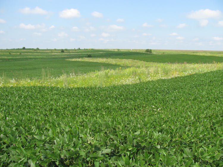 Technology Times - Prairie Strip Research Becomes A Reality In Southern Iowa