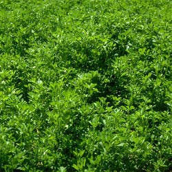 Tips For Assessing Spring Alfalfa Stands