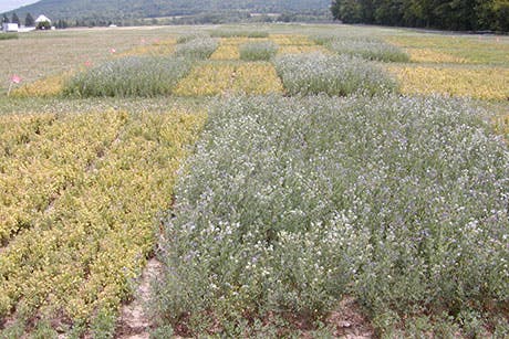 New Pest-Fighting, Yield-Boosting Alfalfa To Help Farmers
