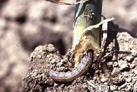 Reports of Large Populations of Black Cutworms, Armyworms 