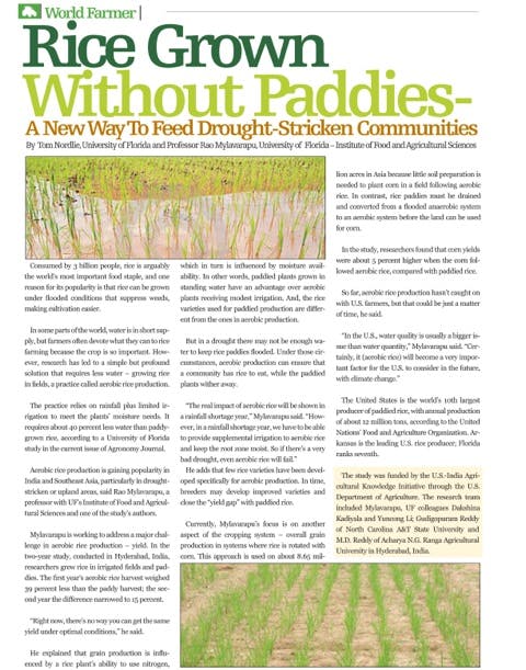 Rice Grown Without Paddies – A New Way To Feed Drought-Stricken Communities