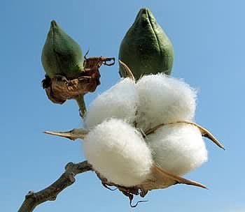 2015 Upland Cotton Marketing Assistance Loan Rate Announced