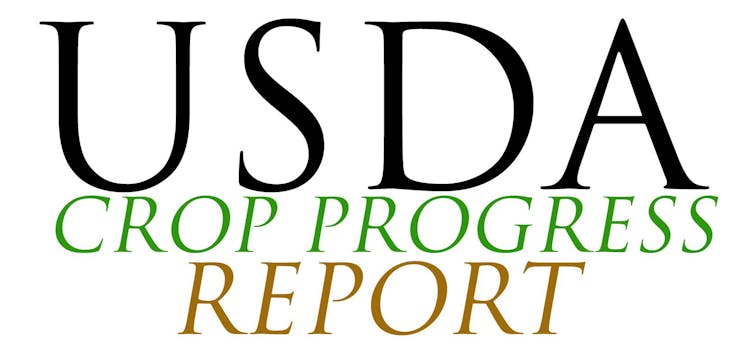 Crop Progress Report as of 8-24-2015