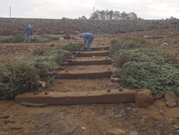 Christmas Trees can be Recycled into Fish Habitats, Mulch, & More