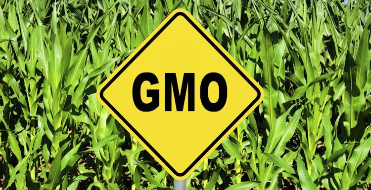 Study: Eliminating GMOs Would Take Toll on Environment, Economies