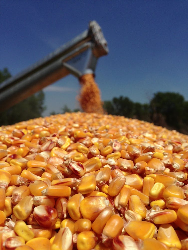 'All Corn Is The Same,' And Other Foolishness About America's King of Crops
