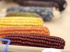 Kraft, U of I Announce New Research Collaboration To Affordably Derive Food Colors From Corn