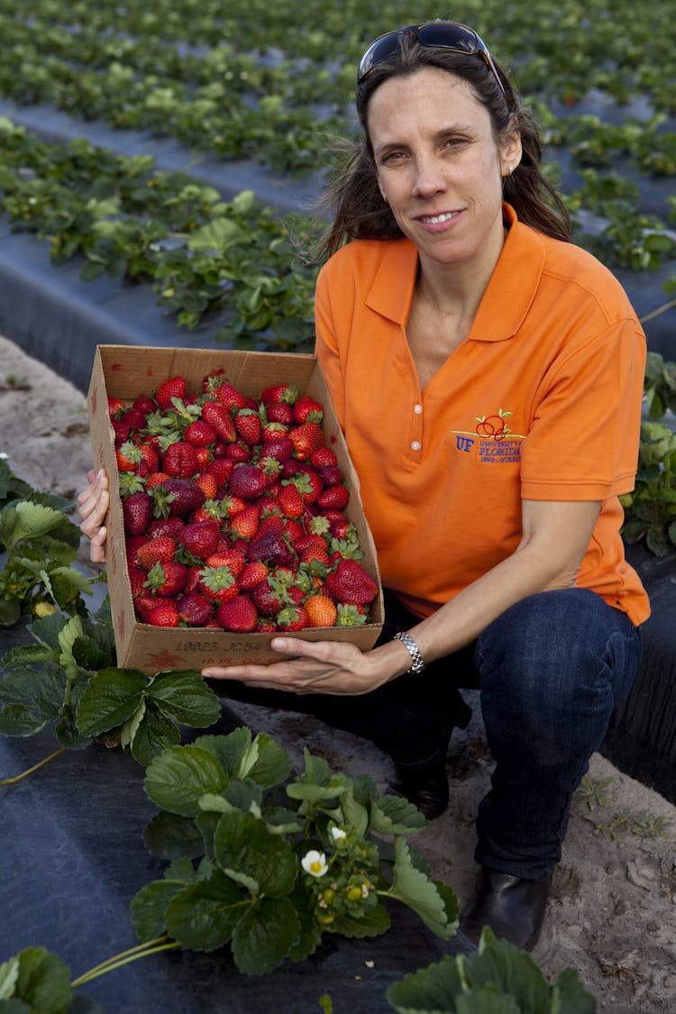 UF/IFAS Creates Strawberry Monitoring System Set to Expand