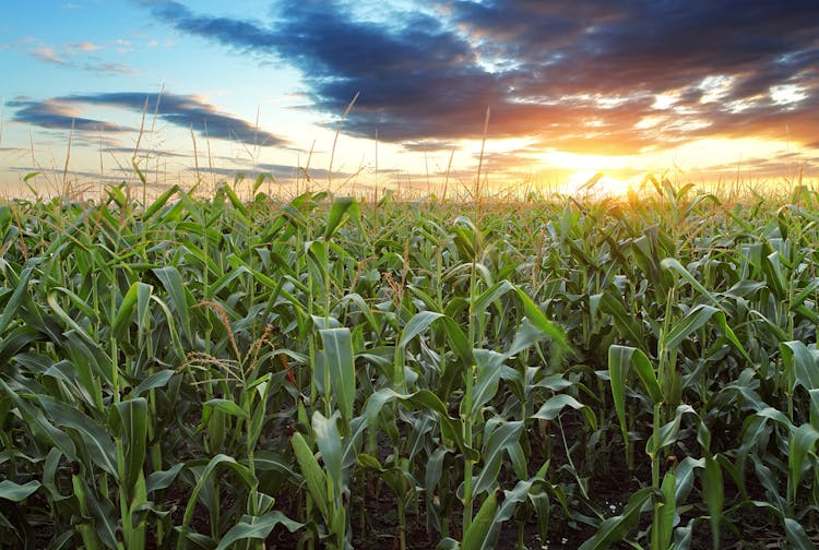 Study Shows Crop Prices, Climate Variables Affect Yield, Acreage