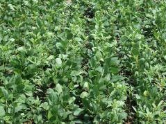 Study Uses Farm Data to Aid in Slowing Evolution of Herbicide-Resistant Weeds