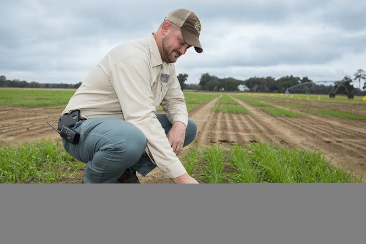 UF/IFAS Study: Wheat Yield To Decline As Temperatures Increase