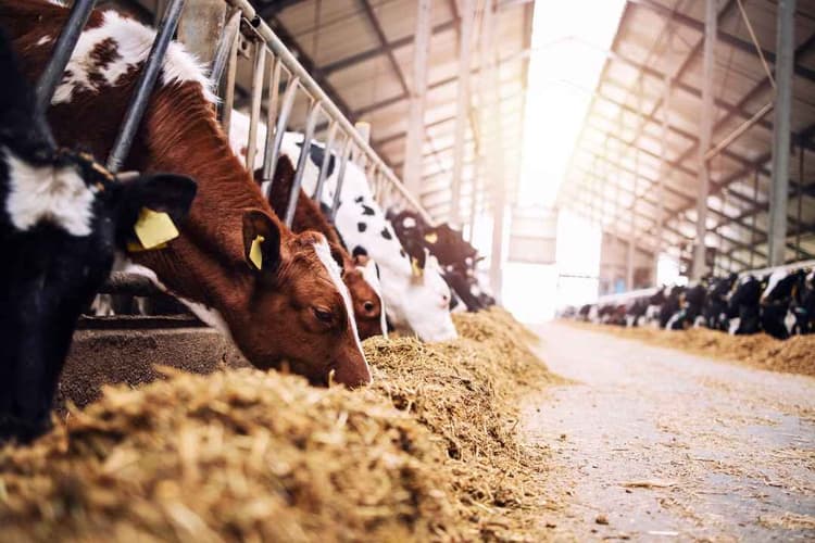 Optimize Herd Performance with These Proven Nutrition Tools