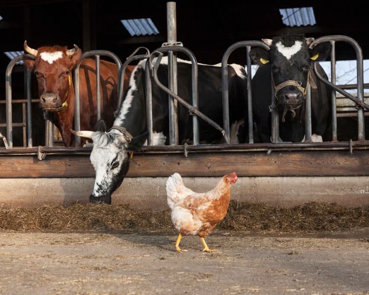 US Cancels Bird Flu Vaccine Deal