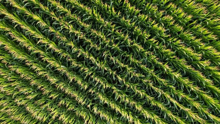 The July Corn Countdown
