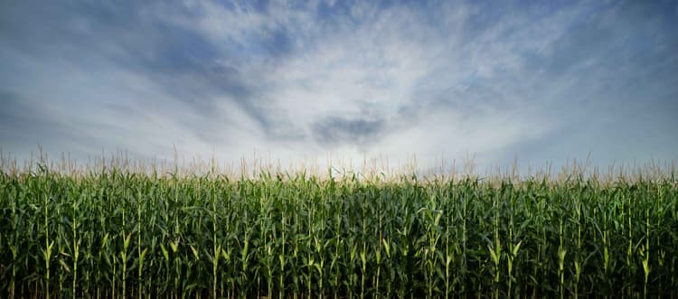 Corn and Soybean Market Signals Beyond USDA Reports