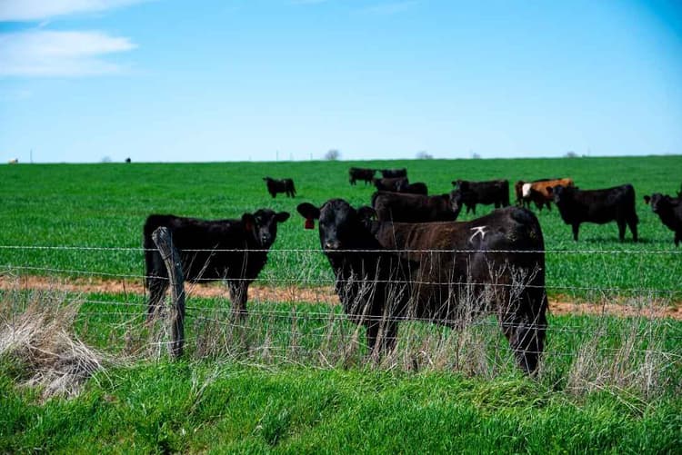  New World Screwworm Case Raises US Livestock Concerns