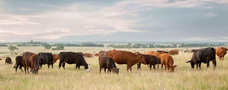 Cattle Care That Pays Off