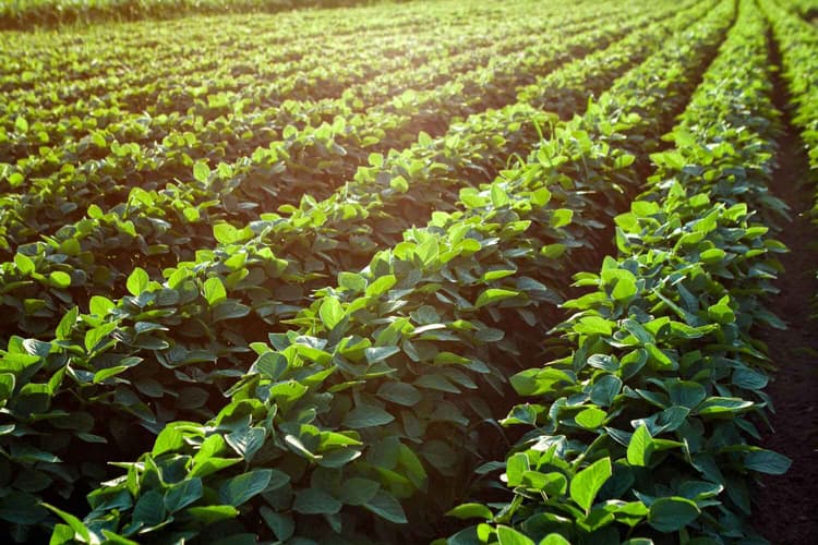 China Halts U.S. Soybean Buys