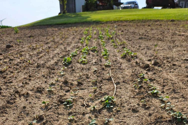 Building Early-Season Fertility Without Overspending