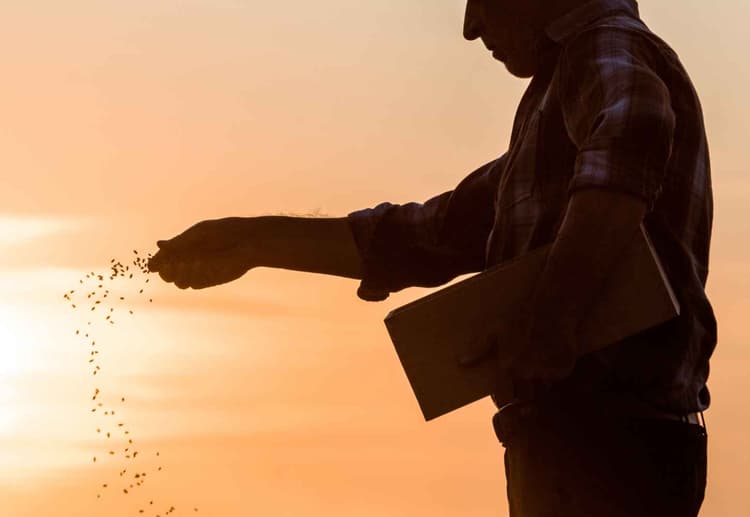 Seed Selection & Planting Strategies for 2026
