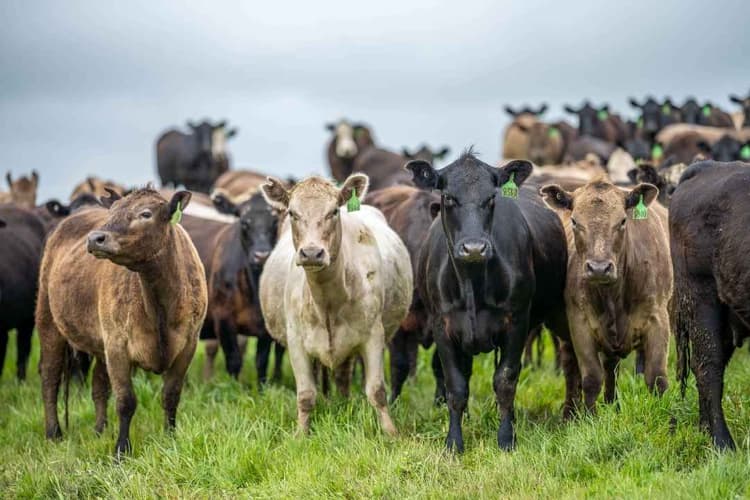 Why Proper Animal Identification Matters For Farms