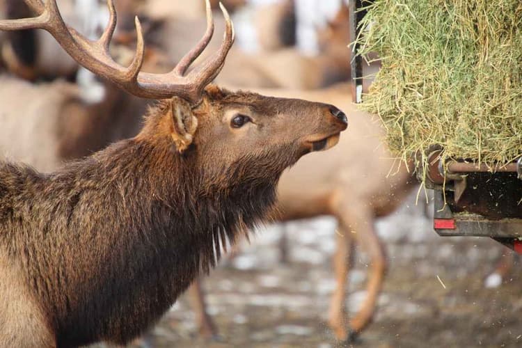 USDA APHIS Announces $12 Million for CWD Control and Research