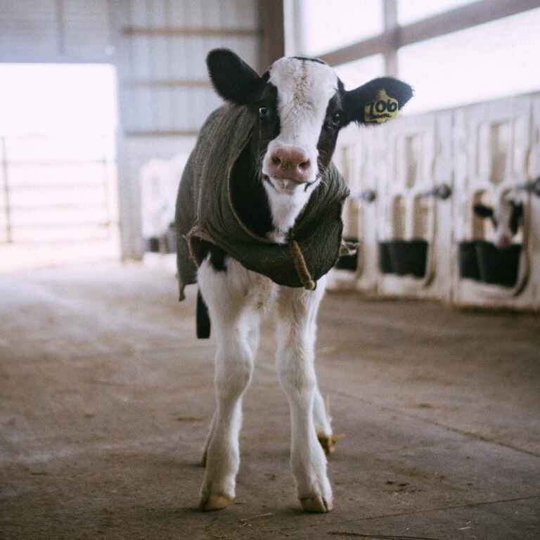 Cattle Nutrition Toolbox