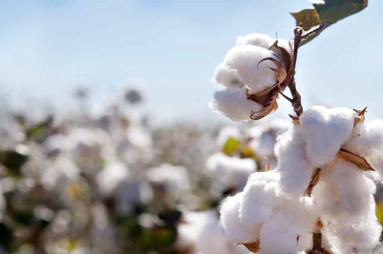 USDA Launches Great American Cotton Plan to Support Cotton Producers