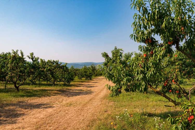 USDA Announces Specialty Crop Payment Rates, Enrollment Timeline for 2026 Assistance Program