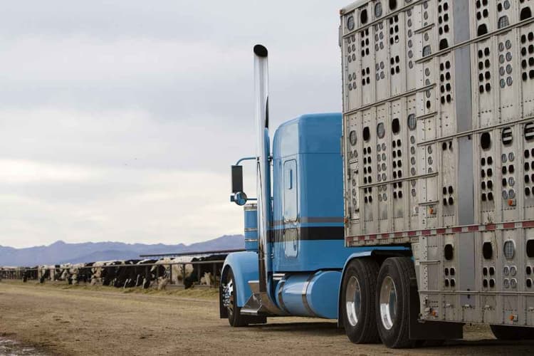 USDA Plans Phased Reopening of Southern Cattle Ports