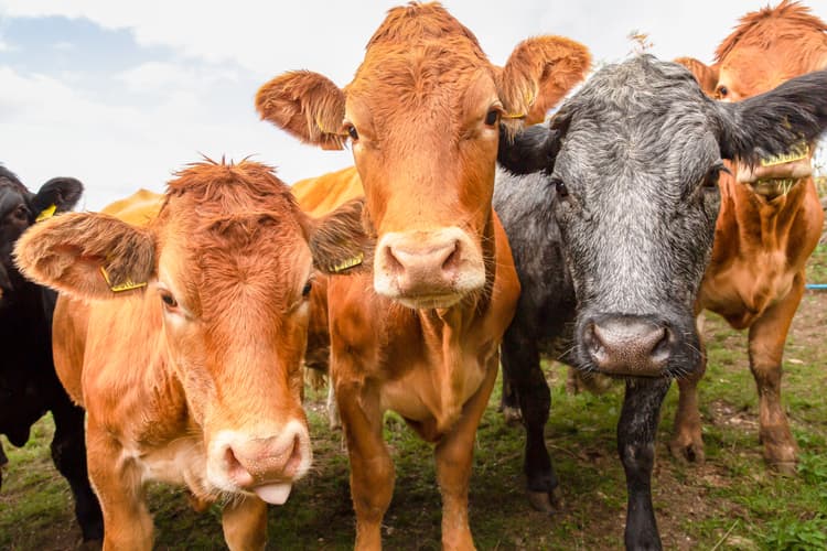 Benefits and Realities of Organic Feeding Systems for Cattle