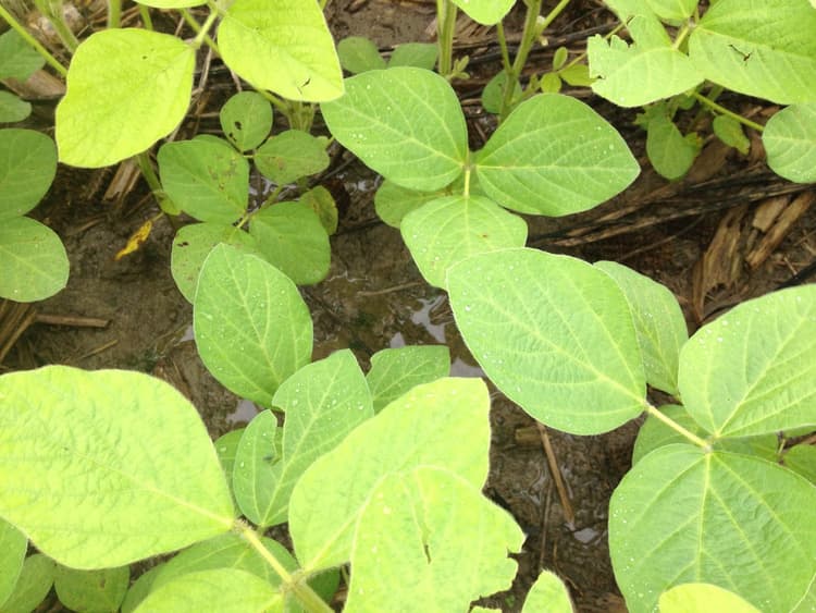 Yellow Soybeans Need Sun