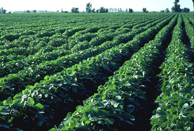 Researchers Develop Faster, More Efficient Test For Soybean Cyst Nematode