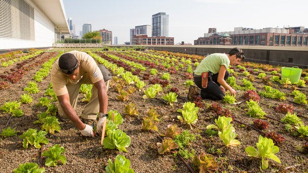 Rooftop Farming Is Getting Off The Ground