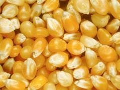 Prospects for corn consumption
