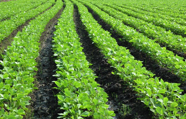 Do soybeans need nitrogen fertilizer?