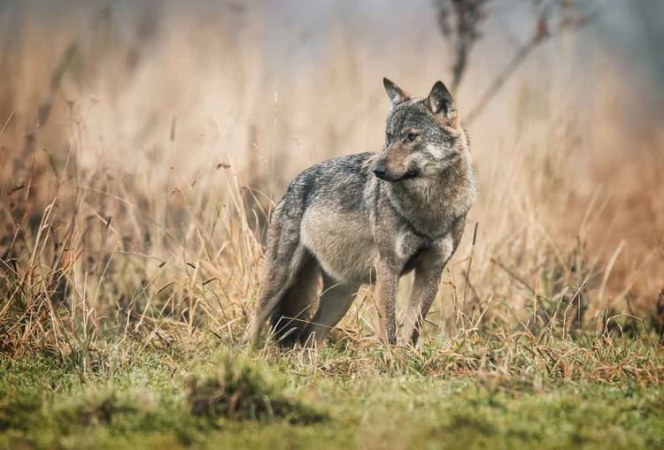 Wolf Conflicts Are Rising: Why It Matters Beyond Ranch Country