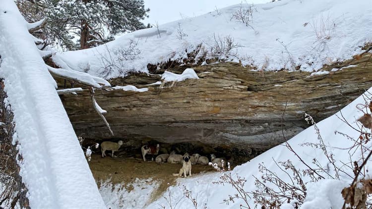 Integrating Livestock Guardian Dogs into Modern Predator Management Systems
