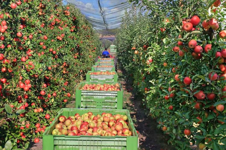 USDA Announces $1 Billion Program for Specialty Crop Farmers