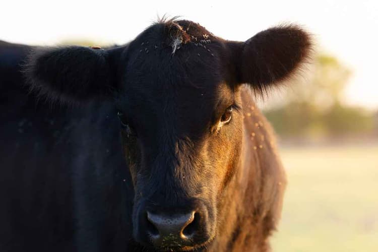 USDA Breaks Ground on Texas Sterile Fly Facility to Combat Screwworm