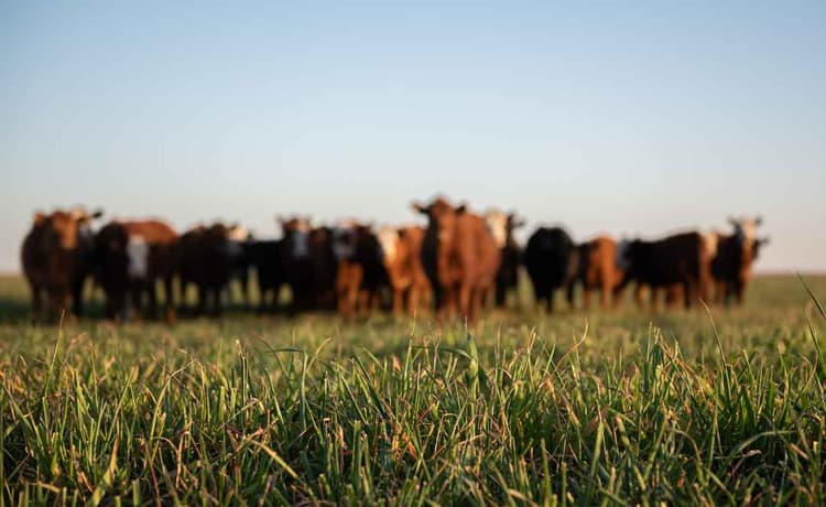 USDA Announces SPUR Program for Beef Processors