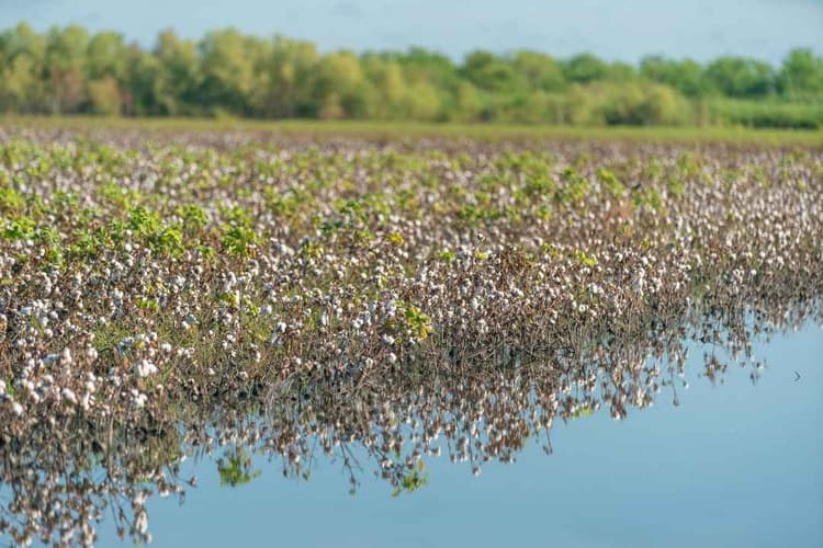 Texas Declares Agricultural Emergency After Edouard Flooding