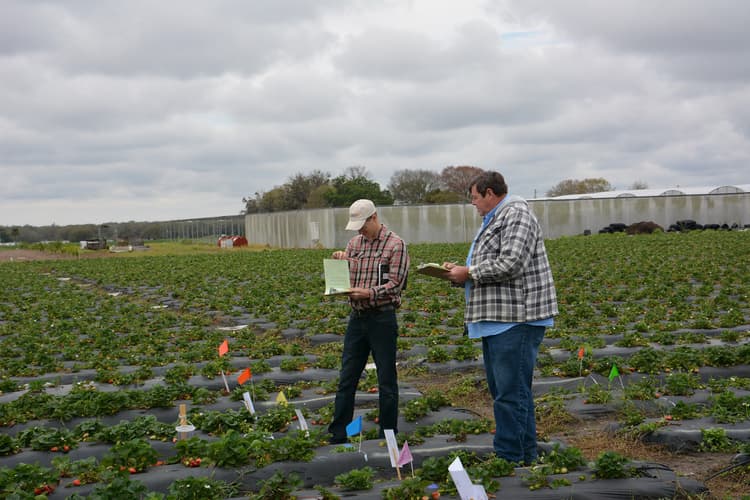 University of Florida & North Carolina A&T University Forge Ahead With Organic Strawberry Research