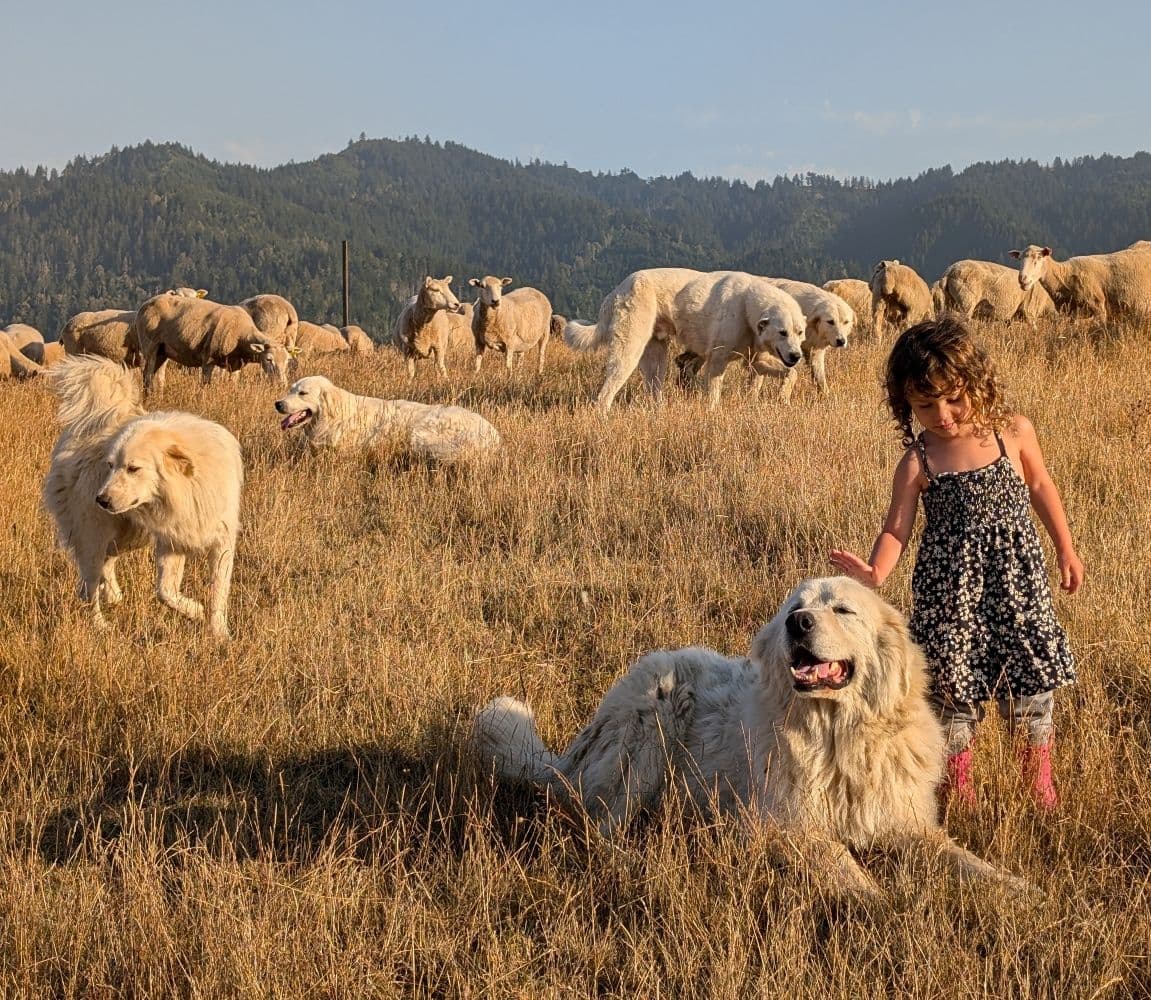 photo by Jill Hackett of dogs in a field