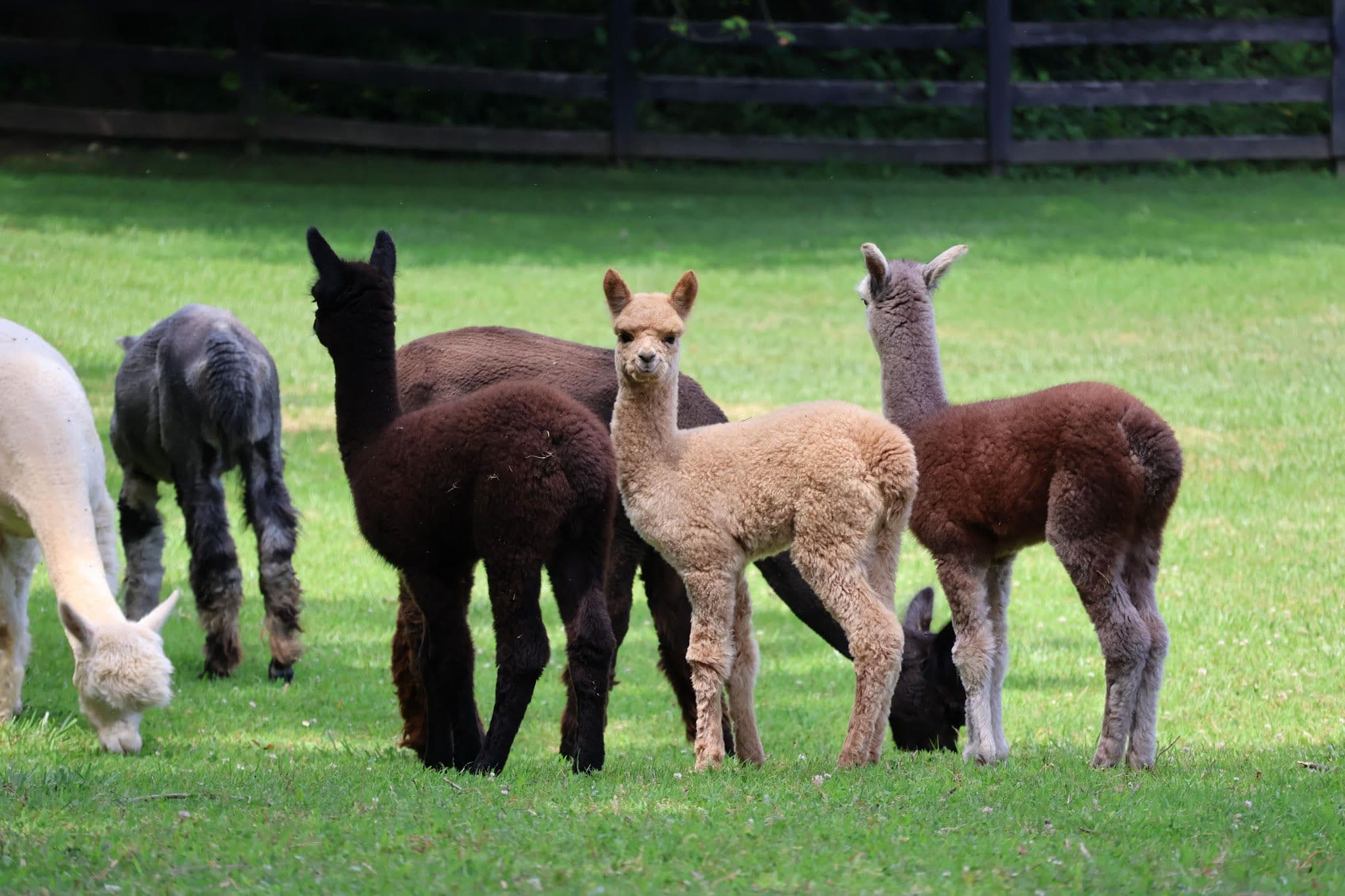 black barn alpacas