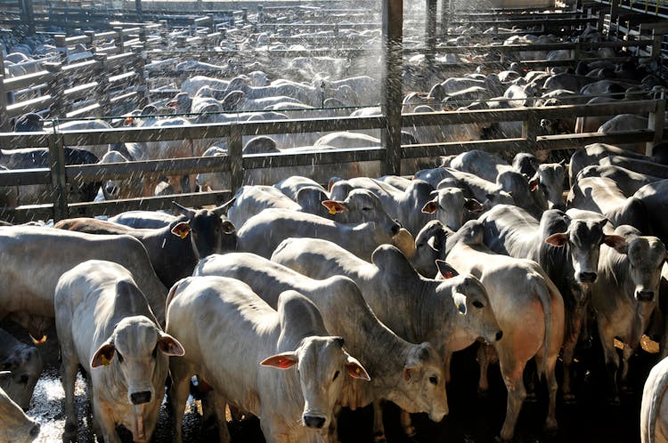 NCBA Assisting Cattle Producers in Maximizing Profitability