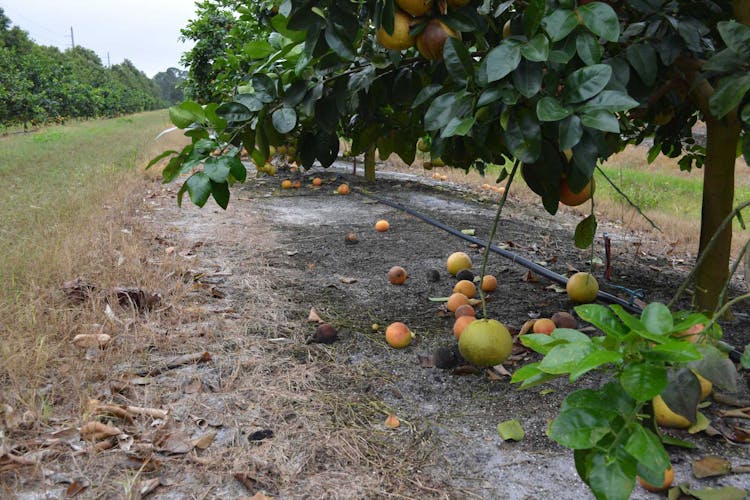 Surprising find: UF/IFAS discovers citrus greening affects roots before leaves